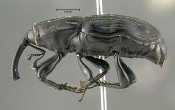Media type: image;   Entomology 603339 Aspect: habitus lateral view